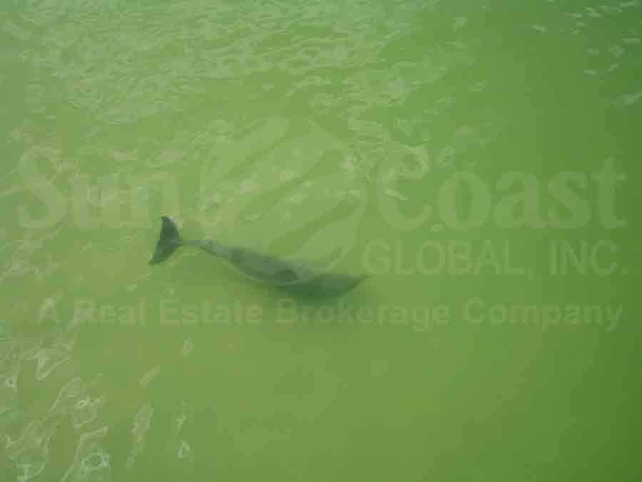 OLDE NAPLES SOUTHWEST Dolphin in the Water